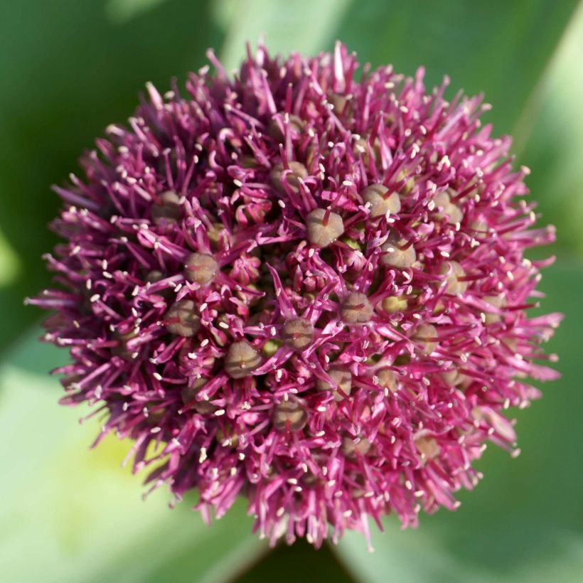 Allium Ostara (Flowering)