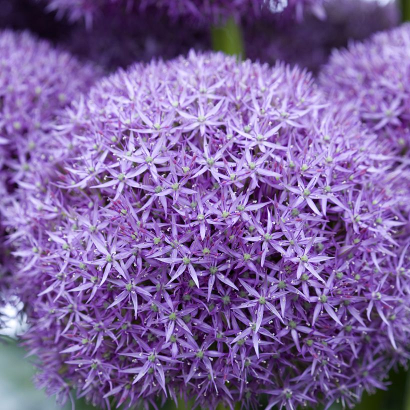 Allium Pinball Wizard (Flowering)