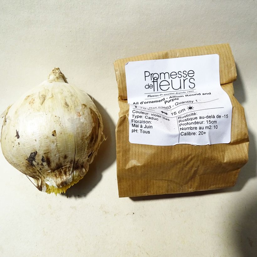 Example of Allium Round n Purple specimen as delivered