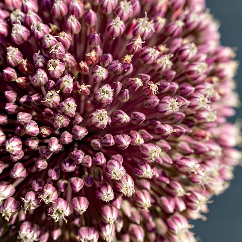 Allium Summer Drummer (Flowering)