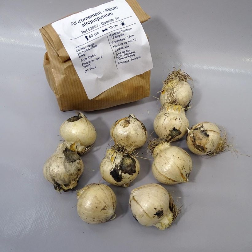 Example of Allium atropurpureum specimen as delivered