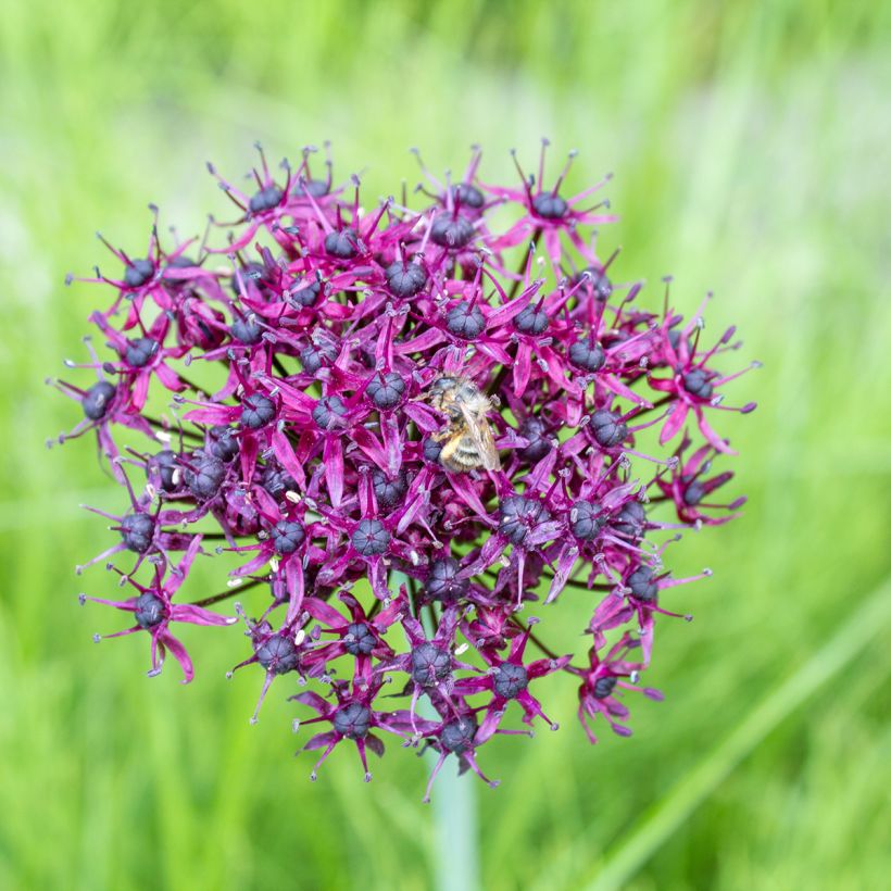 Allium atropurpureum (Flowering)