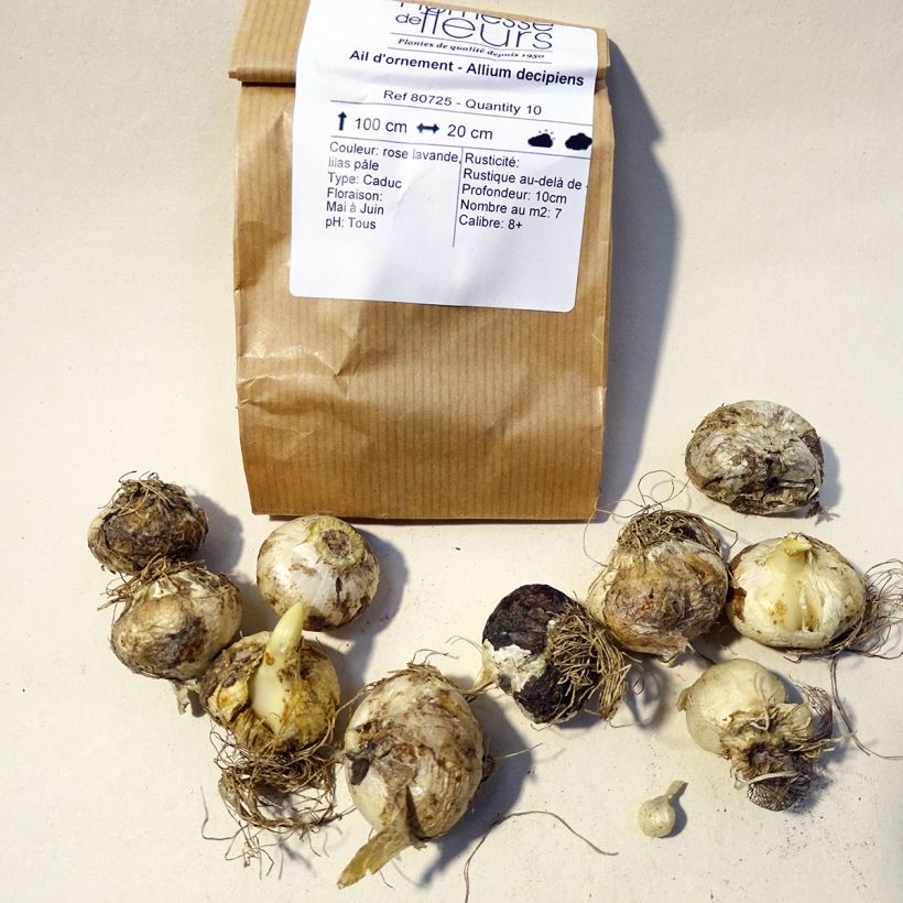 Example of Allium decipiens specimen as delivered