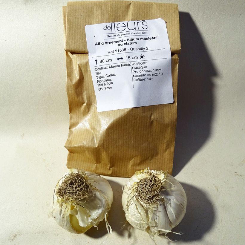 Example of Allium macleanii specimen as delivered