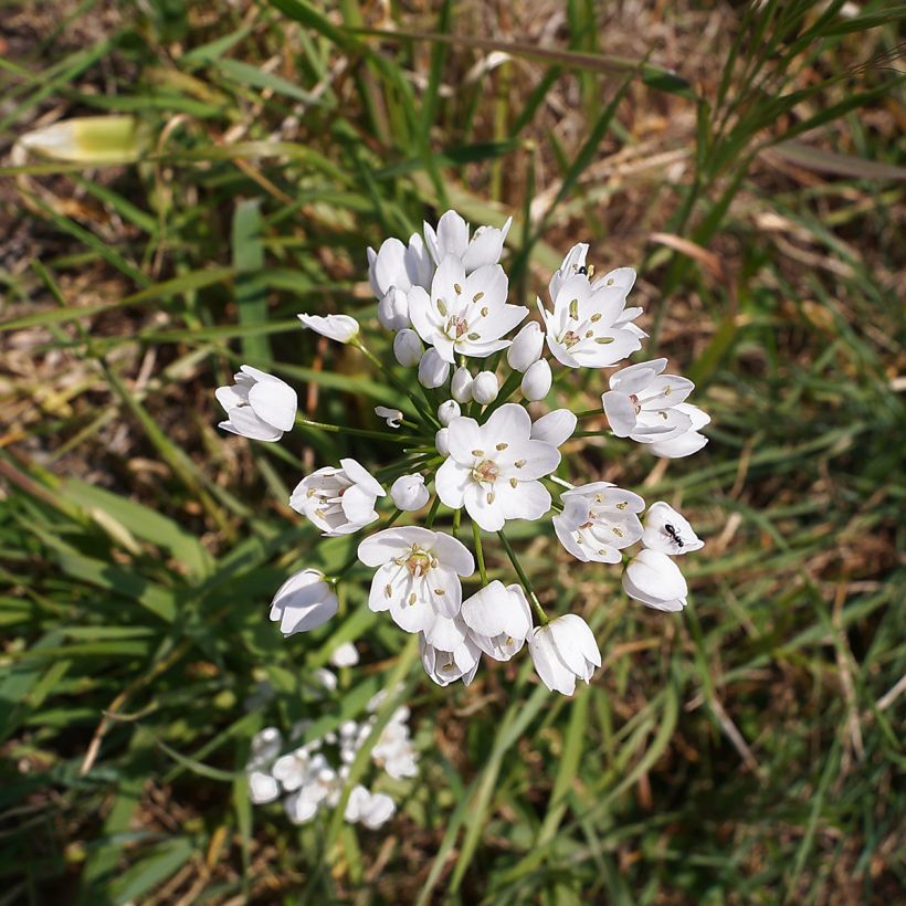 Allium neapolitanum (Flowering)