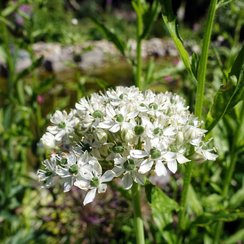 Allium nigrum subsp. multibulbosum (Flowering)