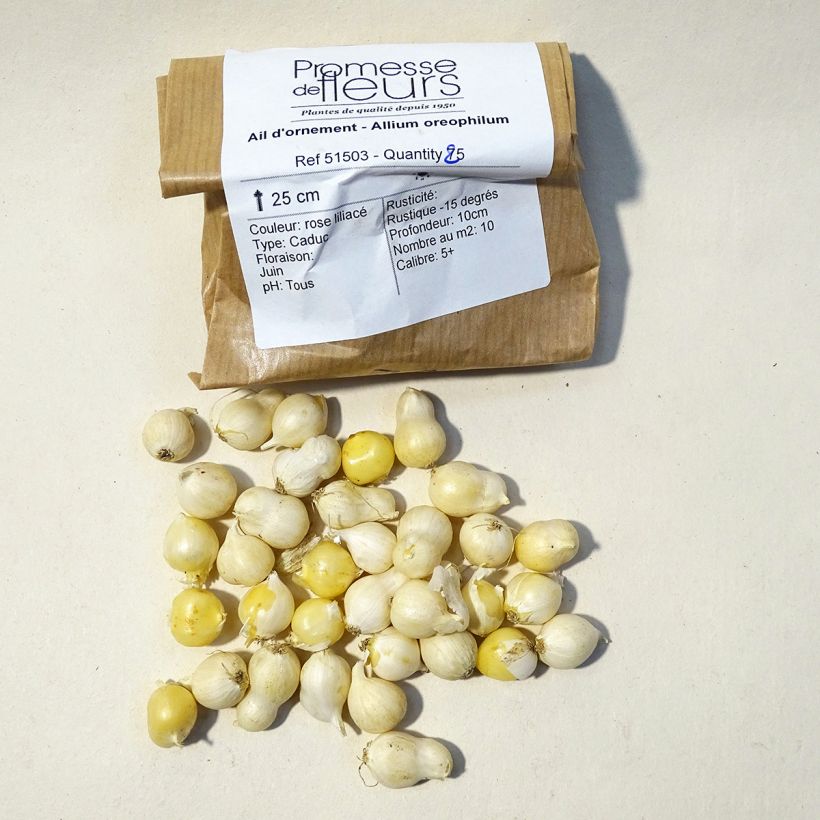 Example of Allium oreophilum Bulb size 3 specimen as delivered