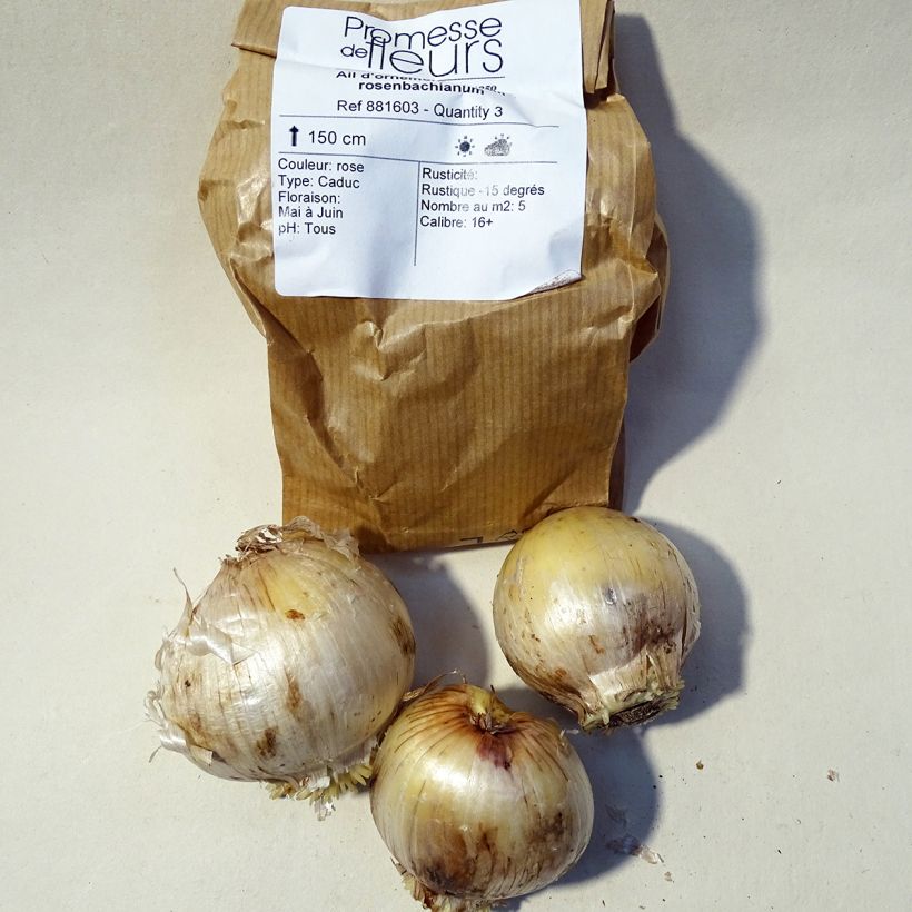 Example of Allium rosenbachianum Bulb size 14/16 specimen as delivered
