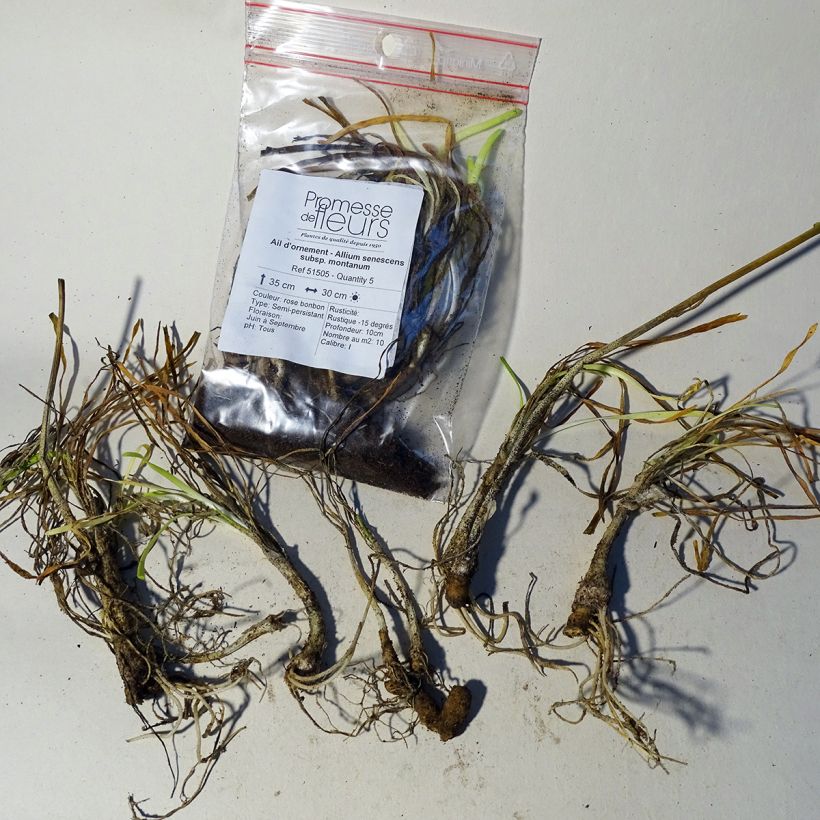 Example of Allium senescens subsp. montanum specimen as delivered