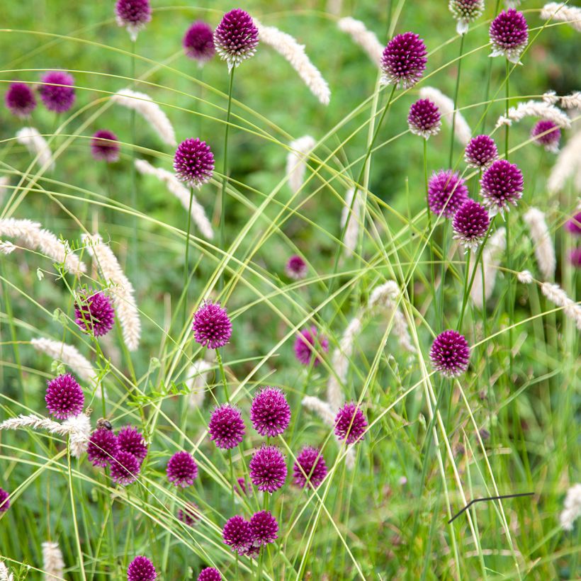 Allium sphaerocephalon (Plant habit)