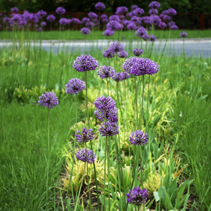 Allium stipitatum Violet Beauty (Plant habit)