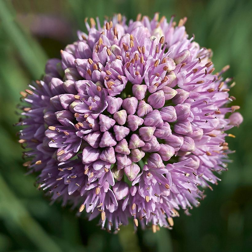 Allium senescens Avatar (Flowering)