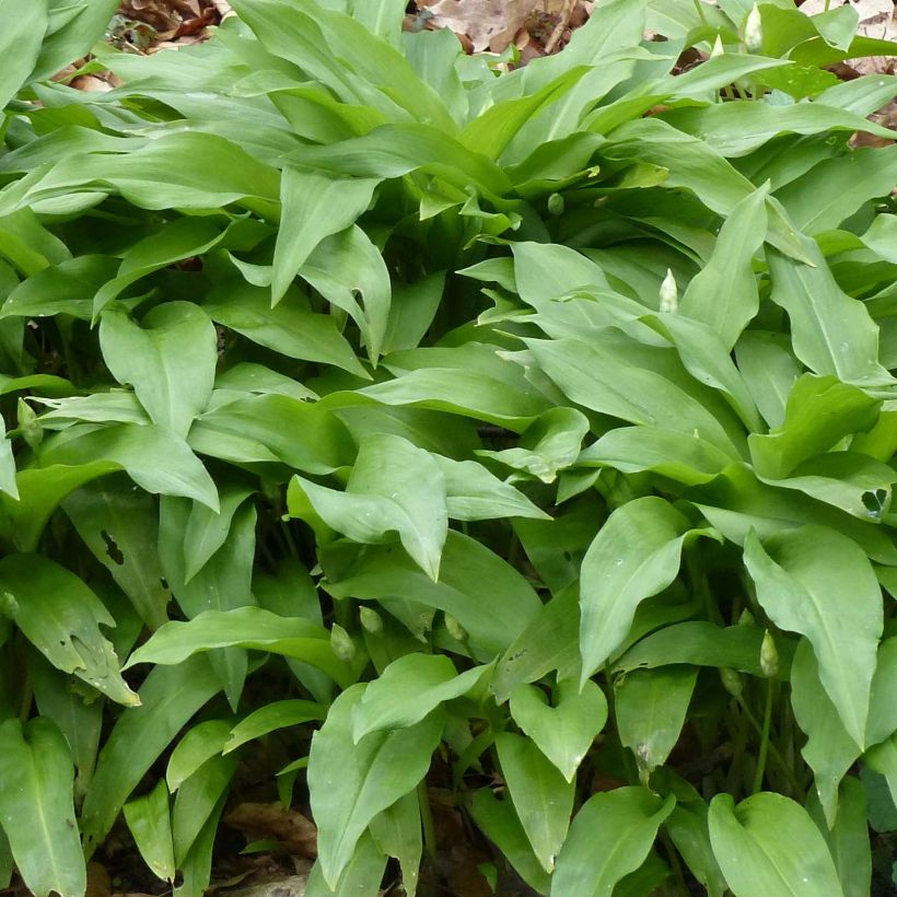 Allium ursinum (Foliage)