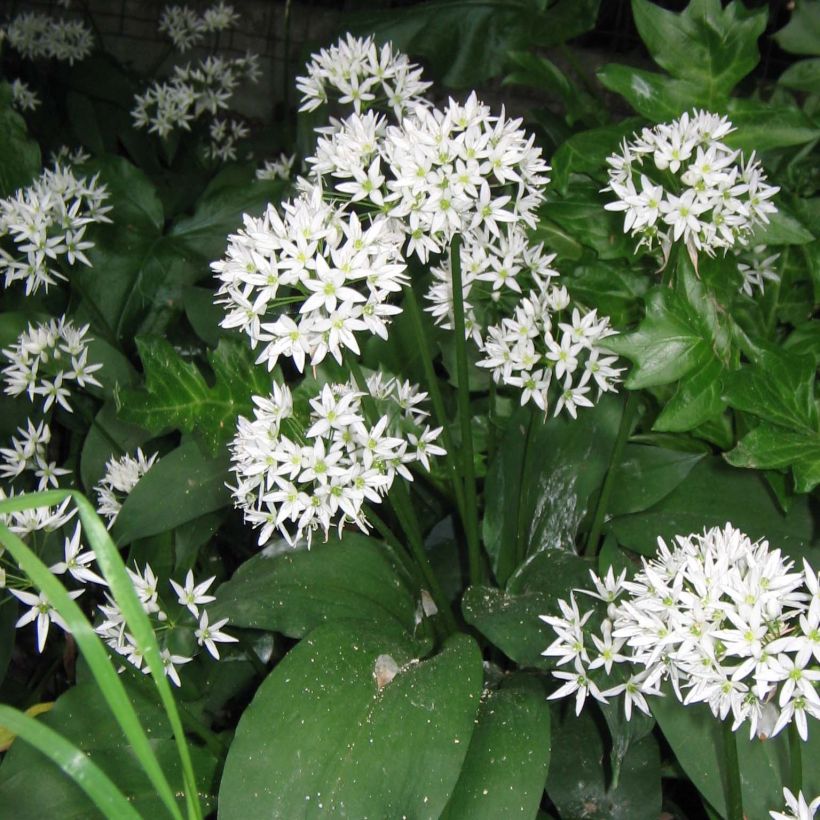 Allium ursinum (Flowering)