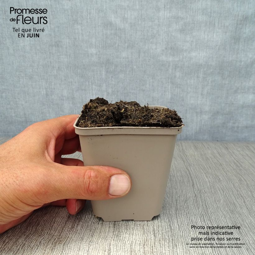 Bear's Garlic - Allium ursinum 7/8 cm pot sample as delivered in summer