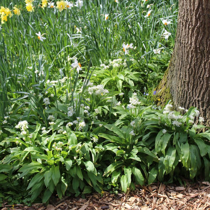 Allium ursinum tubers (Plant habit)