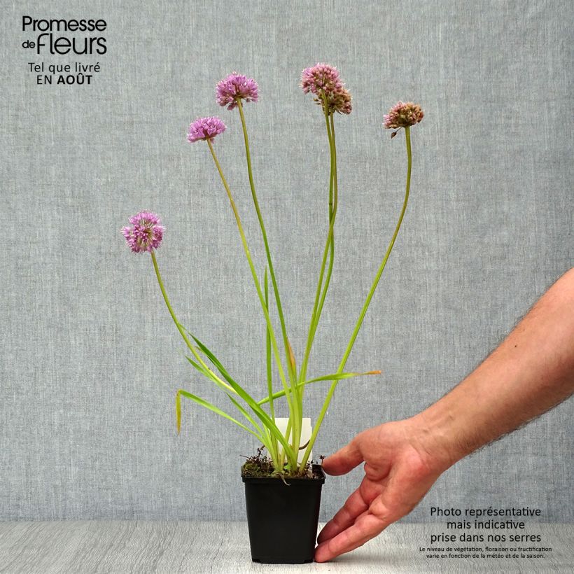 Allium Millenium 8/9 cm pot sample as delivered in summer