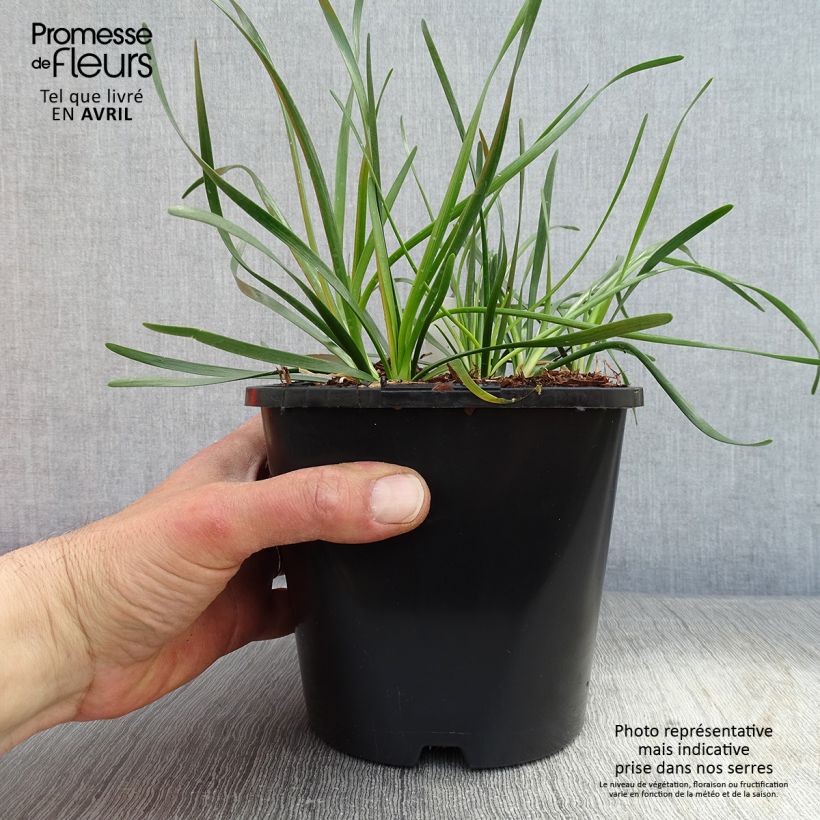 Allium senescens Lisa Green 2L/3L pot sample as delivered in spring