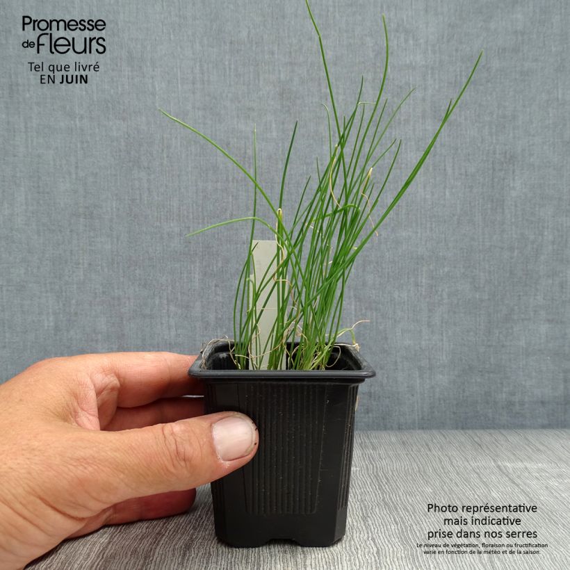 Rocambole Garlic - Allium scorodoprasum 8/9 cm pot sample as delivered in summer