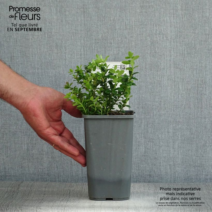 Vaccinium vitis-idaea - Organic Red Bilberry 1L/1.5L pot, Bush sample as delivered in summer