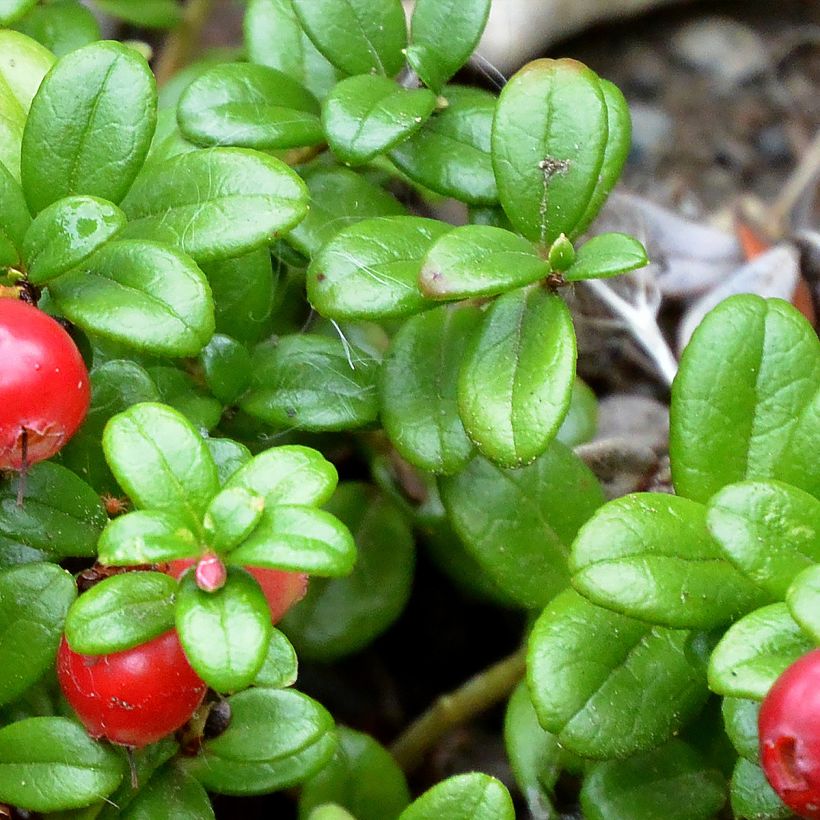 Vaccinium vitis-idaea Red Pearl - Bilberry (Foliage)