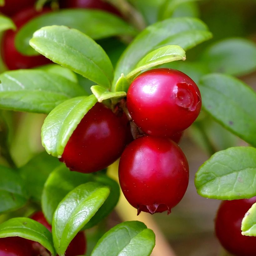 Vaccinium vitis-idaea Red Pearl - Bilberry (Harvest)