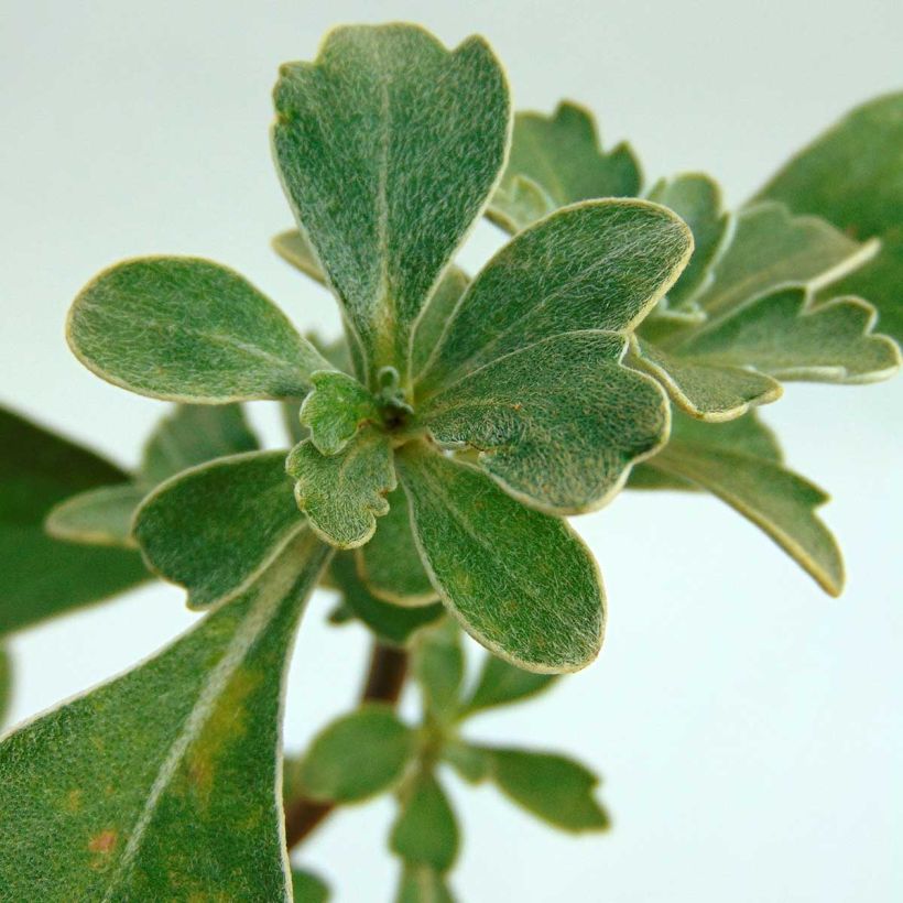 Ajania pacifica Gold and Silver (Foliage)