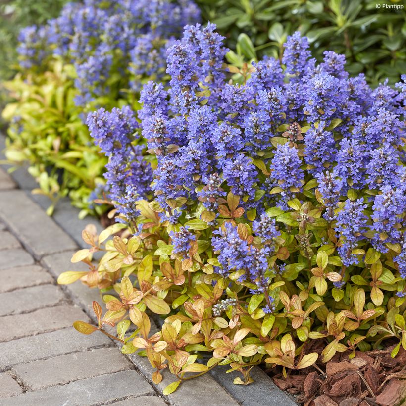 Ajuga reptans Feathered Friends Fancy Finch (Plant habit)