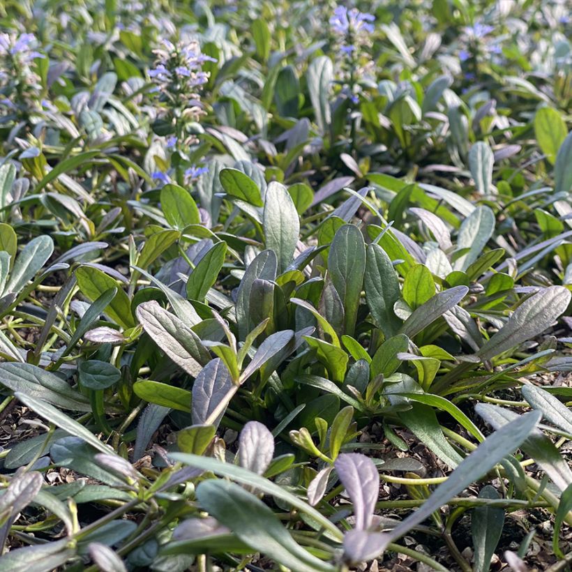 Ajuga Noble Nightingale (Plant habit)