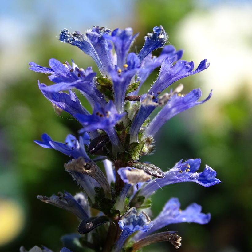 Ajuga Noble Nightingale (Flowering)