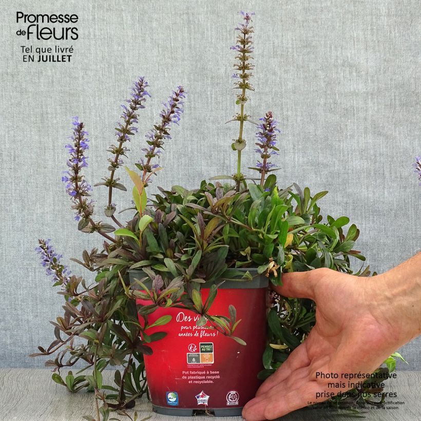 Ajuga Noble Nightingale 2L/3L pot sample as delivered in summer