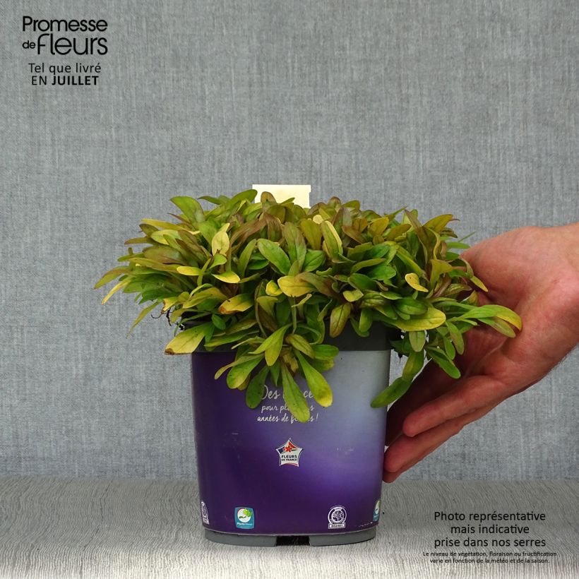 Ajuga reptans Petite Parakeet 2L/3L pot sample as delivered in summer