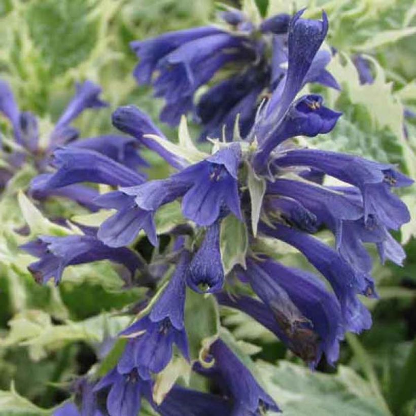 Ajuga incisa Frosted Jade (Flowering)