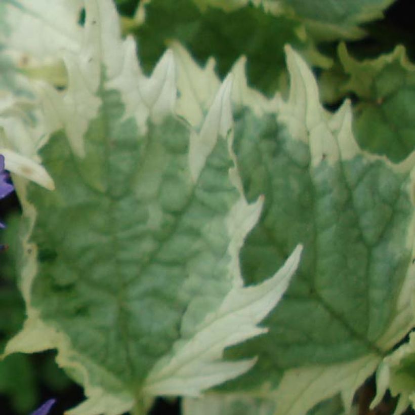 Ajuga incisa Frosted Jade (Foliage)