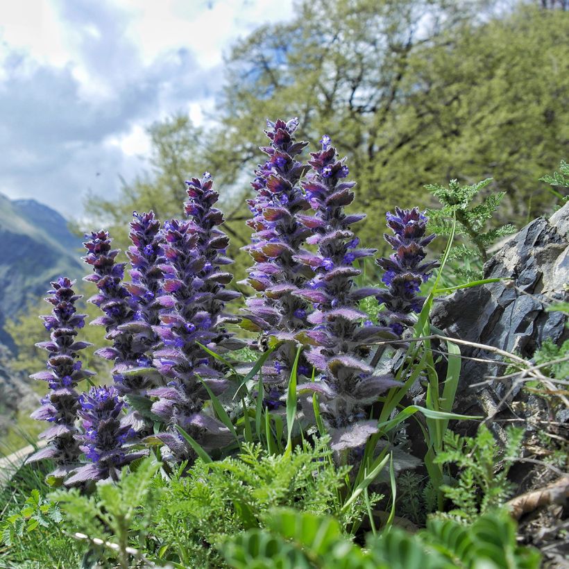 Ajuga pyramidalis  (Plant habit)