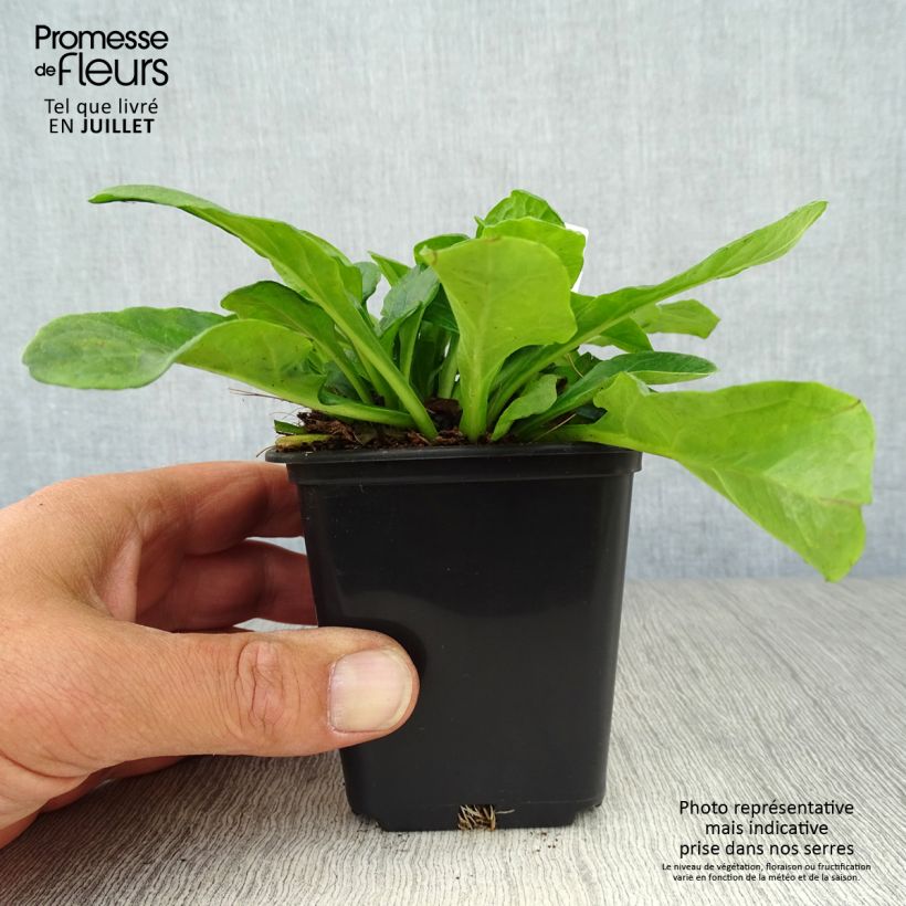 Ajuga reptans 'Alba' 7/8 cm pot sample as delivered in summer