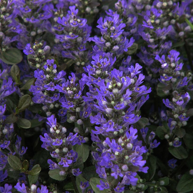 Ajuga reptans Braunherz (Flowering)