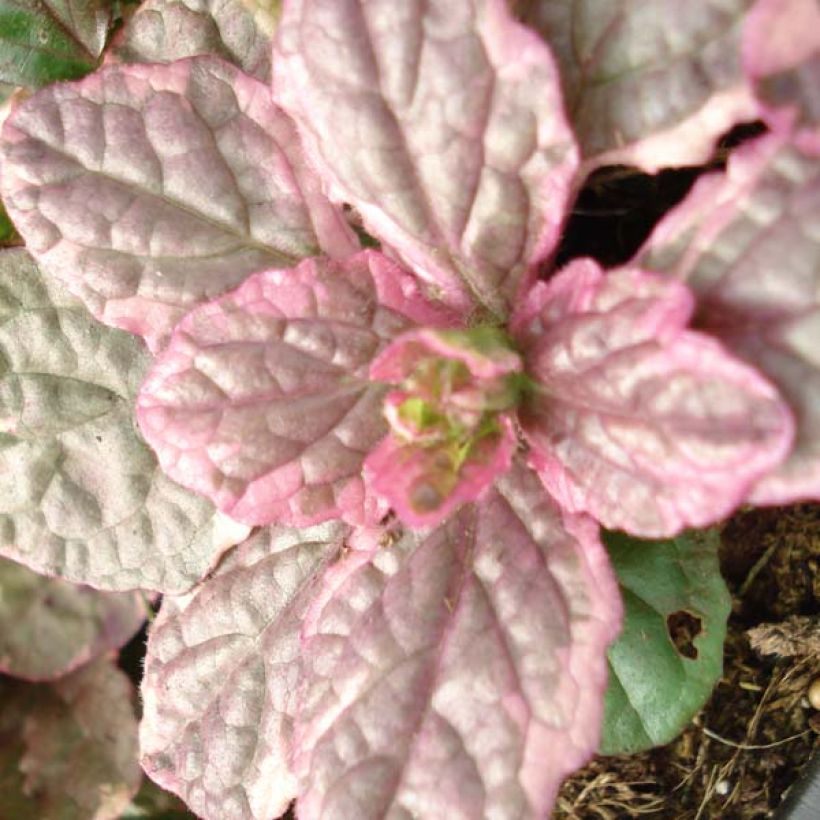 Ajuga reptans Burgundy Glow (Foliage)