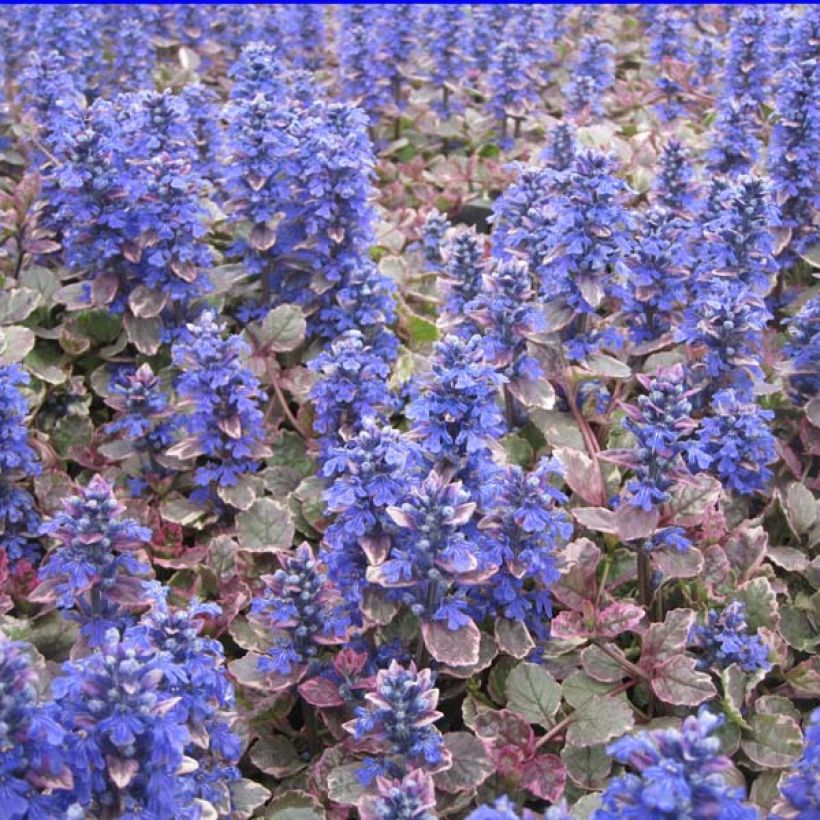 Ajuga reptans Burgundy Glow (Plant habit)