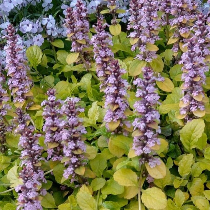 Ajuga reptans Gold Chang (Foliage)