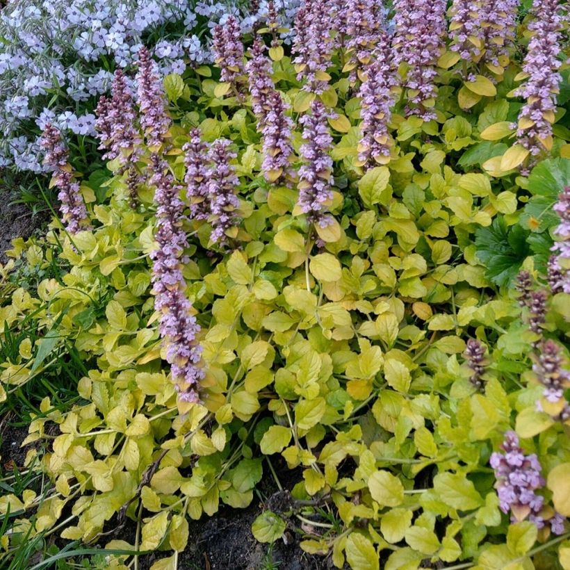 Ajuga reptans Gold Chang (Plant habit)