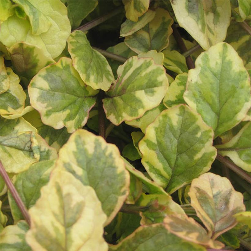 Ajuga reptans Golden Glow (Foliage)