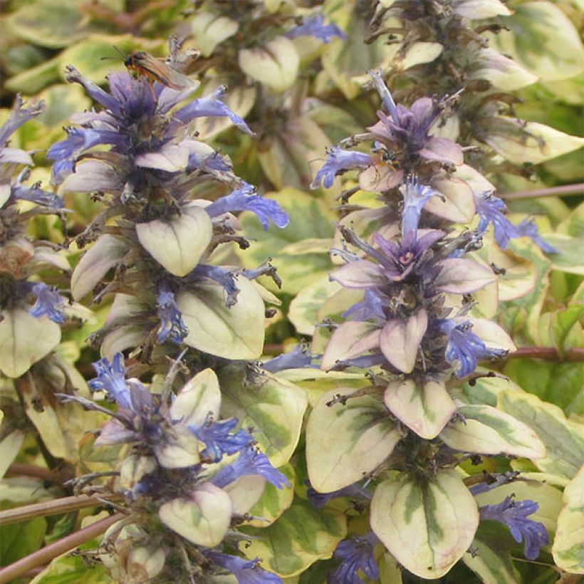 Ajuga reptans Golden Glow (Flowering)