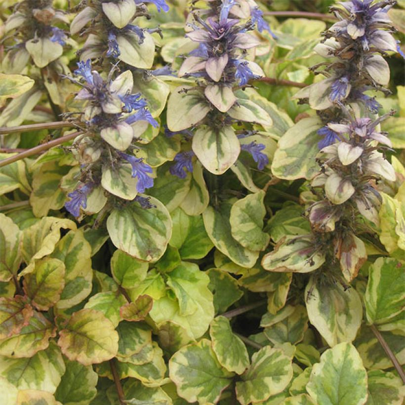 Ajuga reptans Golden Glow (Plant habit)