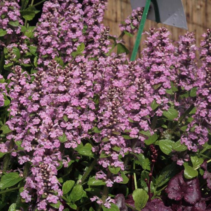 Ajuga reptans Purple Torch (Plant habit)