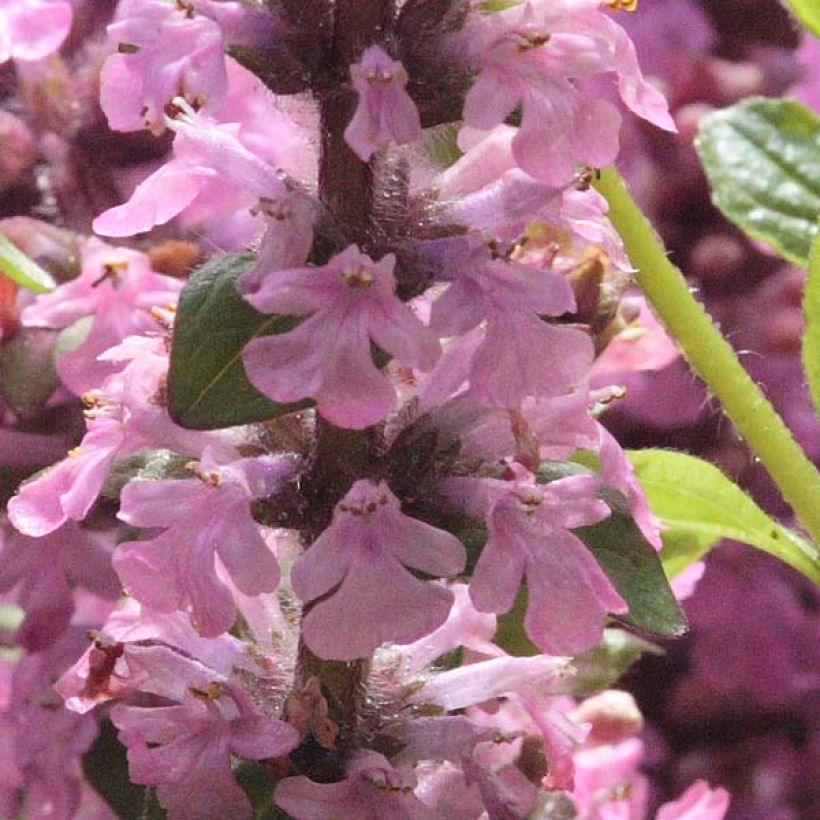 Ajuga reptans Purple Torch (Flowering)