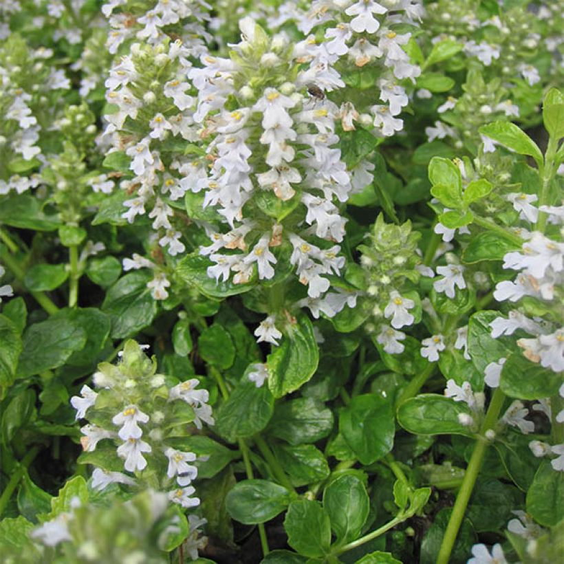 Ajuga reptans Sanne (Plant habit)