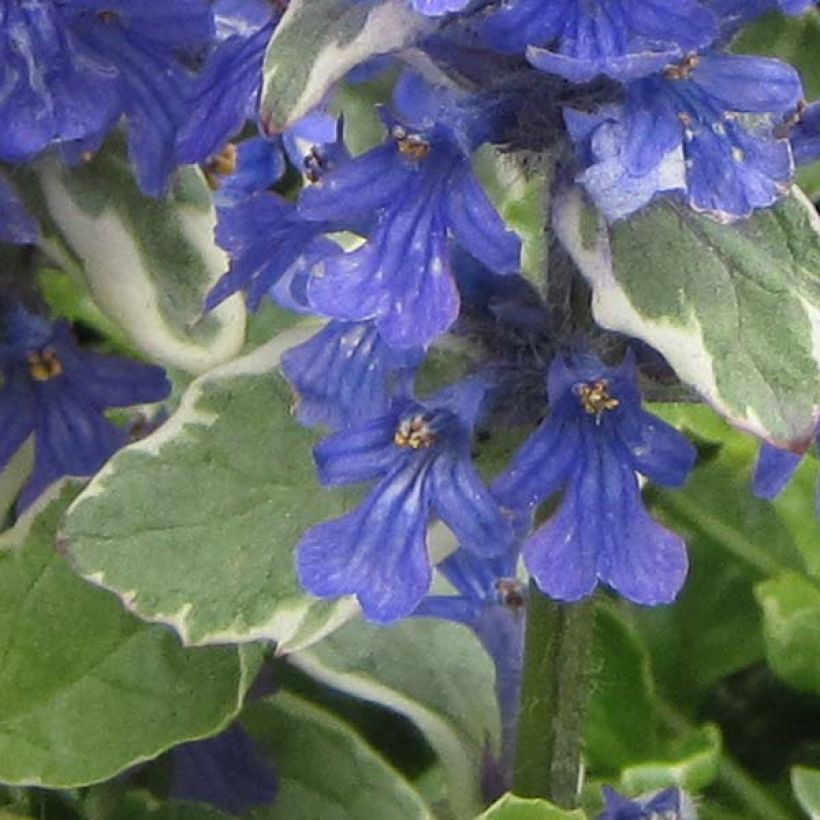 Ajuga reptans Variegata (Flowering)