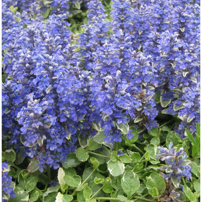 Ajuga reptans Variegata (Plant habit)