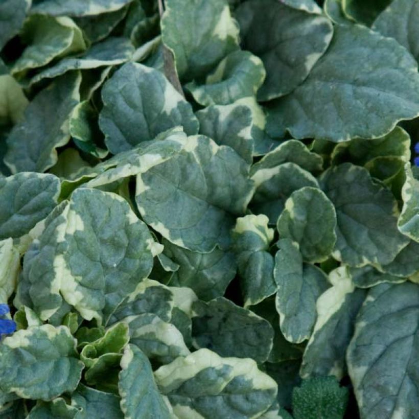 Ajuga reptans Variegata (Foliage)